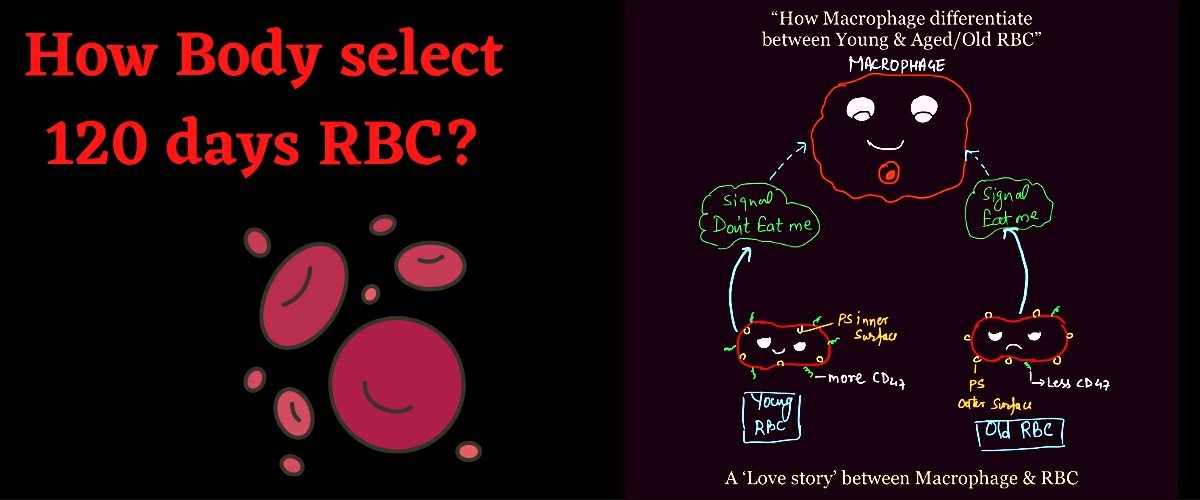 Life Span Of RBC/Erythrocyte - KashiBiology