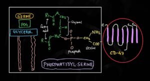 phosphatidyl serine structure
