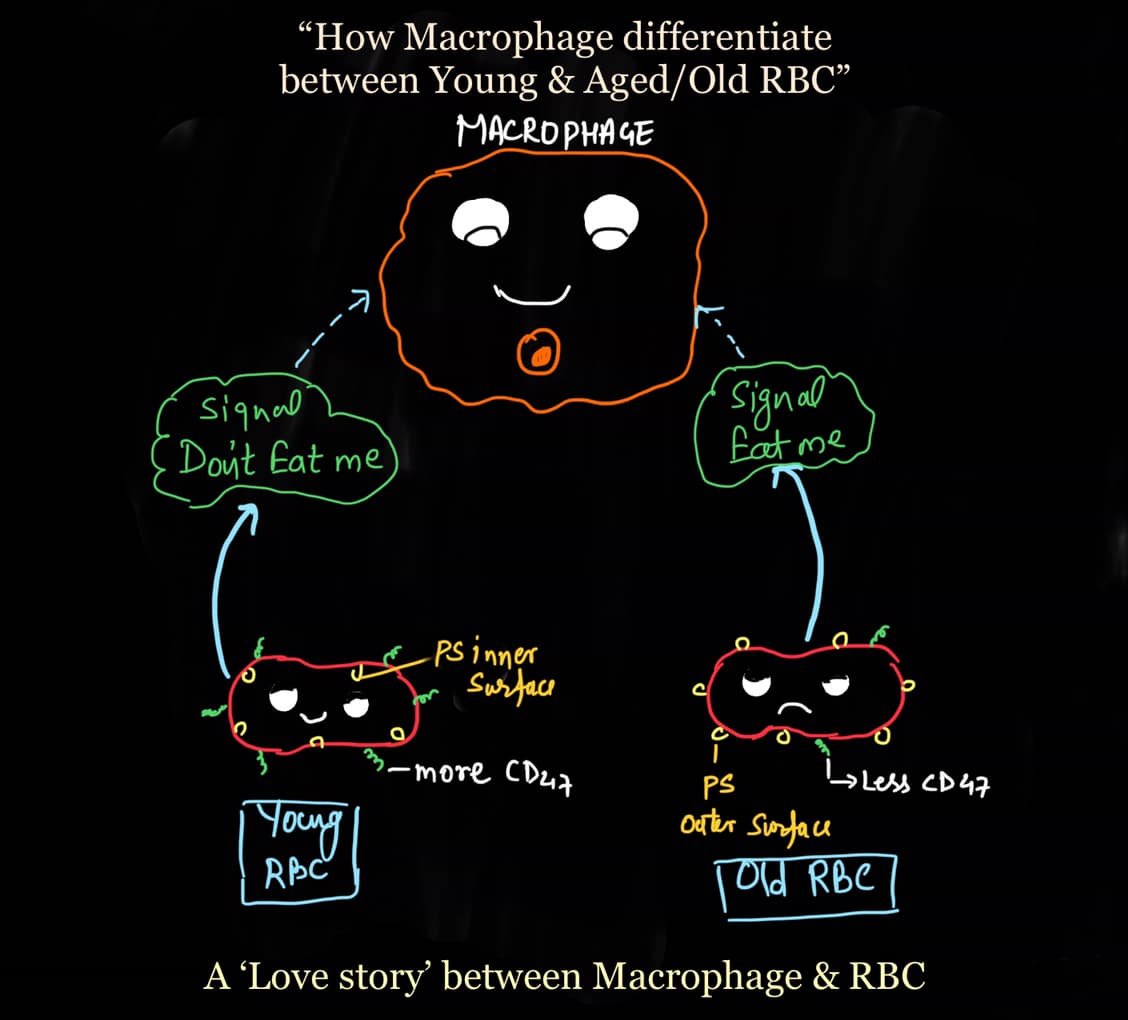 Life span of rbc erythrocyte kashibiology