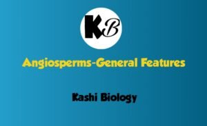 general features of angiosperms