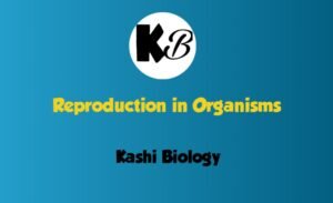 reproduction of organisms