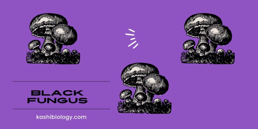 Black fungus