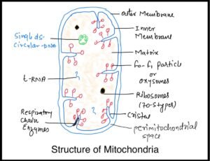 mitochondria ncert notes