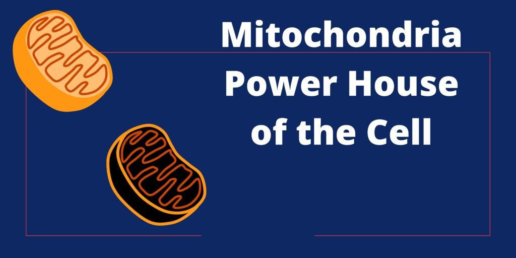 ncert notes on mitochondria