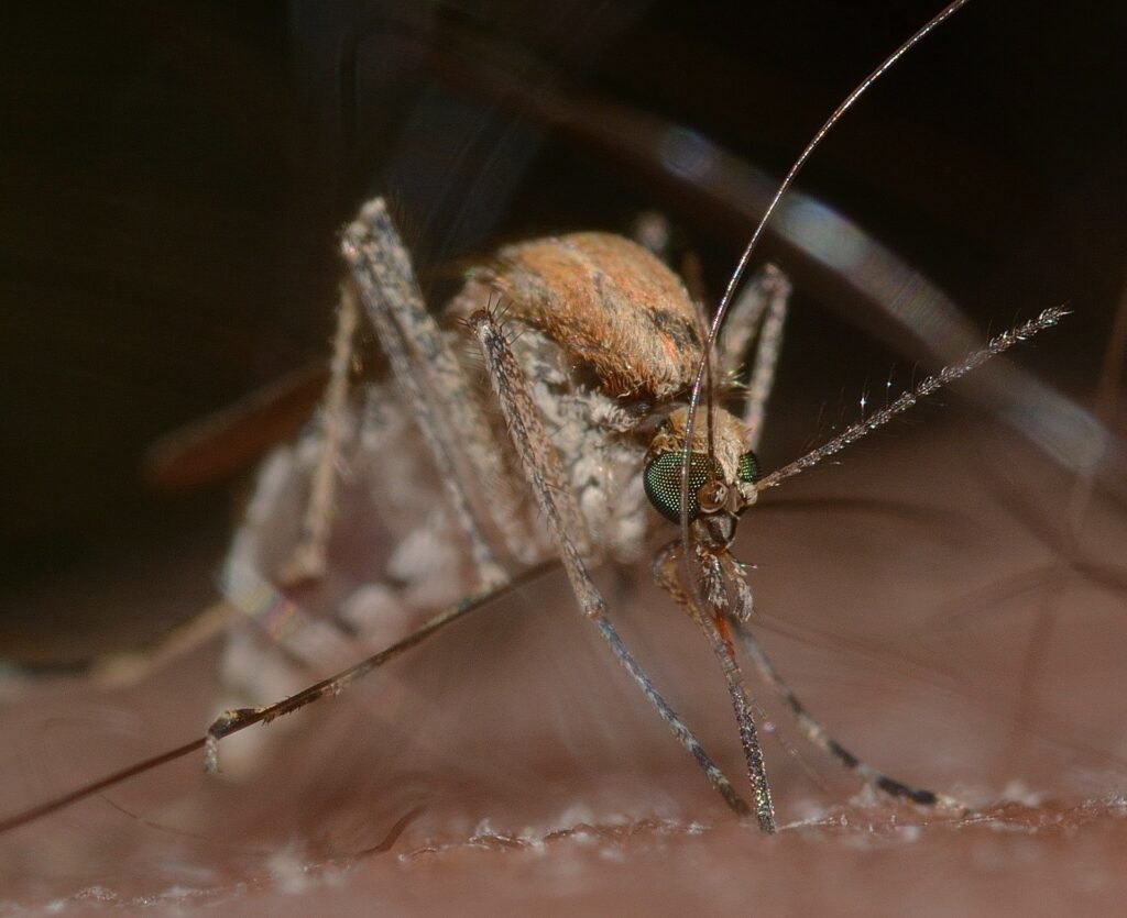 female culex mosquito