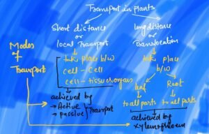 mechanism of transport