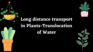 water transport in plants