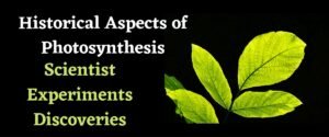 history of photosynthesis