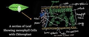 leaf shows mesophyll