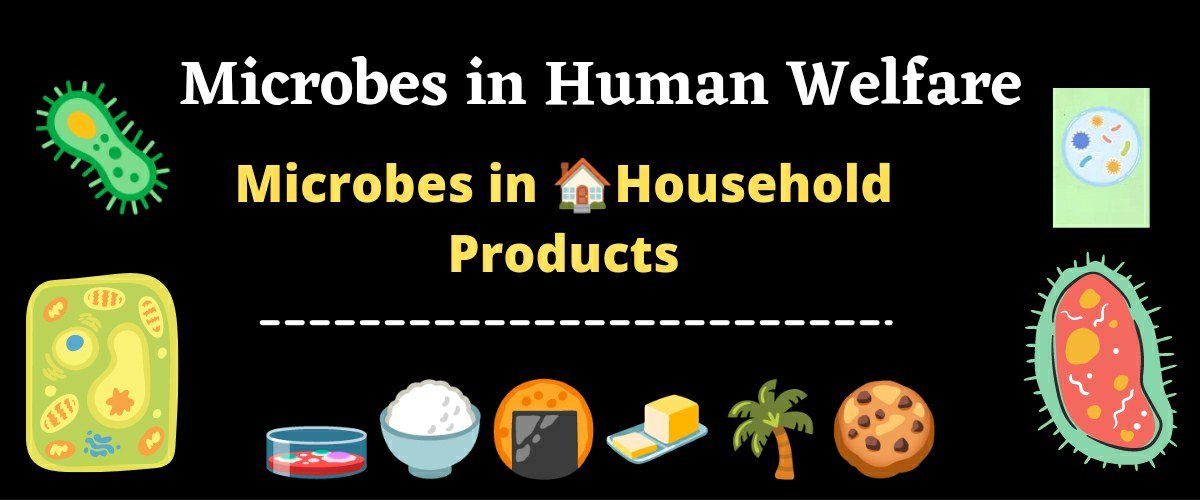 Explain The Role Of Microbes In Household Products Class 12