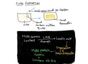 curd formation