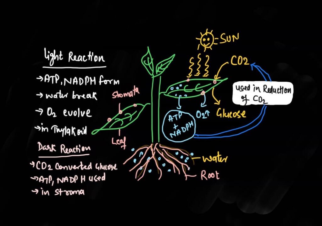 what-is-oxygenic-and-anoxygenic-photosynthesis-kashibiology