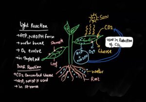 requirements of photosynthesis