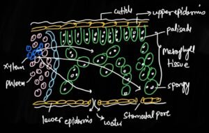 water transpiration