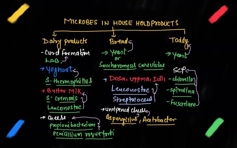 role-microbes-in-household-products-dairy-products-kashibiology