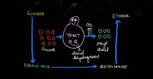 yeast in ethanol production