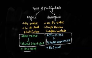 types of photosynthesis