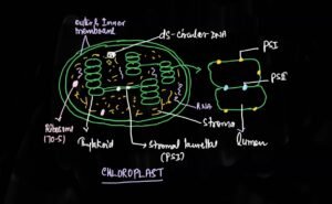 chloroplast structure