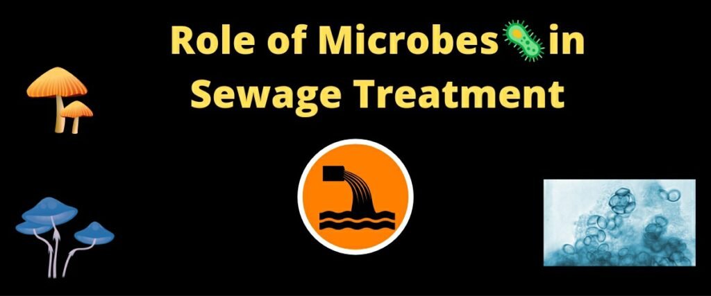 Role Of Microbes In Sewage Treatment Ppt