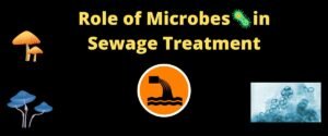 microbes in sewage treatment