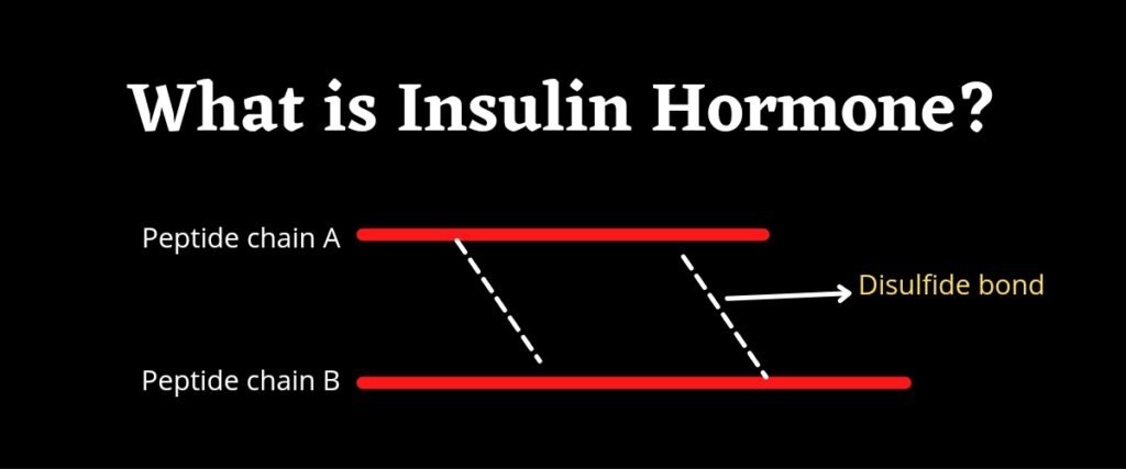 insulin hormone class 11 notes