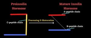 Proinsulin