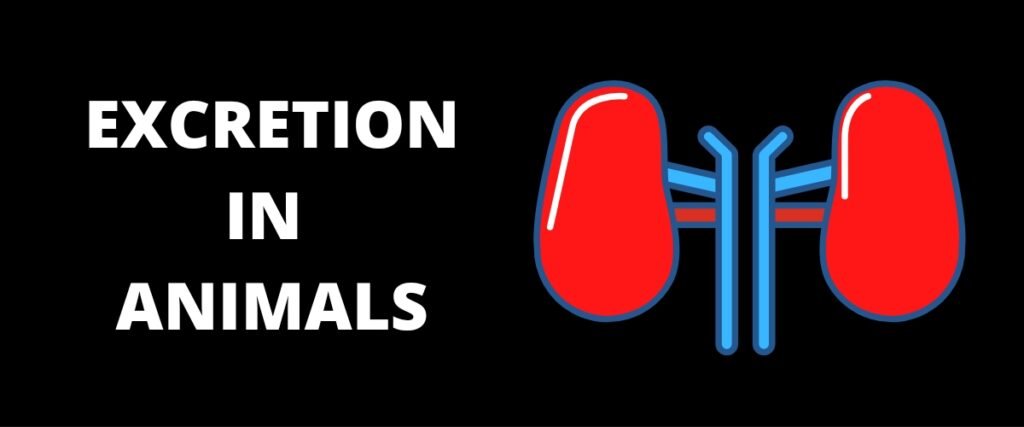 excretory pattern in animals