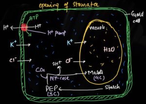 how stomata open