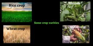 improved varieties of crop