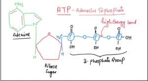 ATP