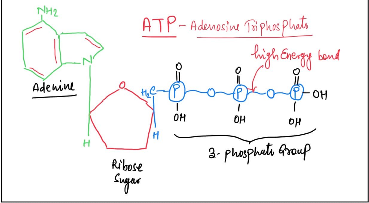 Nucleotide Building Block of Nucleic Acid DNA & RNA KashiBiology