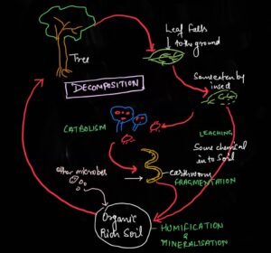 decomposition in ecosystem