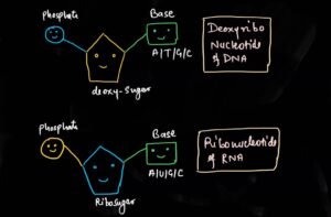 nucleotides