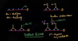 indirect elisa test