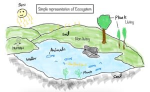 ecosystem notes class 12 cbse