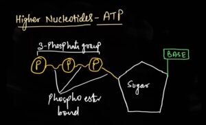 atp