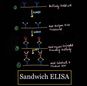 sand wich elisa