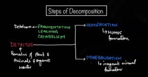 leaching in ecosystem