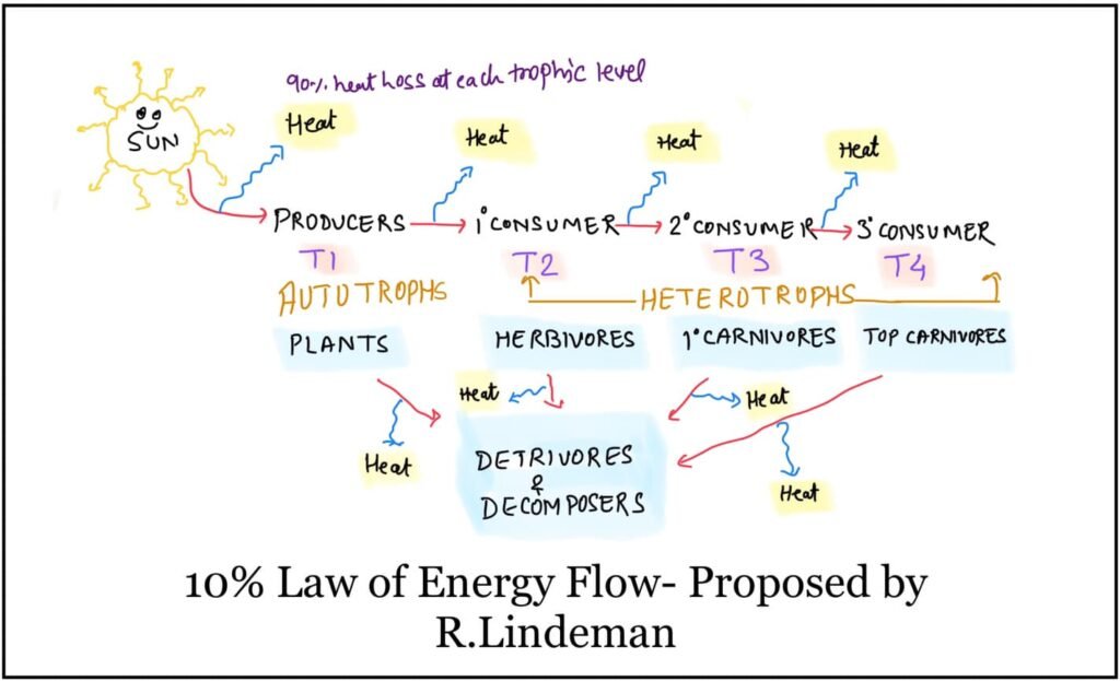 energy flow in ecosytem