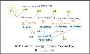 energy flow in ecosytem