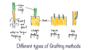 grafting method in plants 