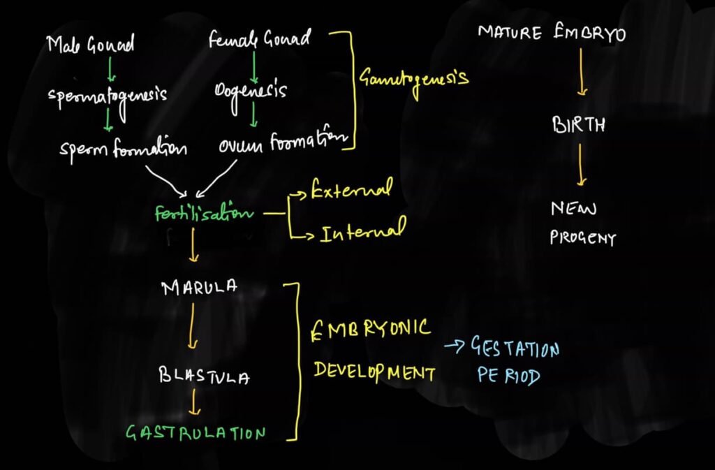 sexual reproduction class 12