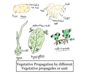 vegetative propagation notes
