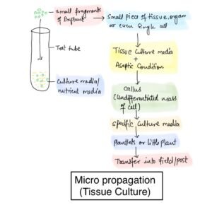 Micropropagation notes