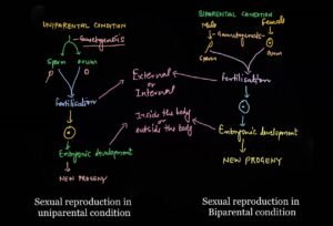 types of fertilization