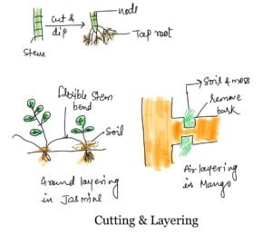 cutting methods in plant propagation