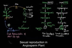 sexual reproduction in angiosperms plants