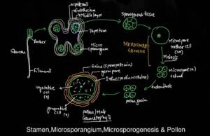 reproduction in angiosperms notes