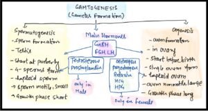 spermatogenesis & oogenesis