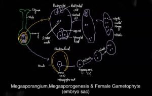 Megasporogenesis notes in angiosperms